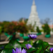 D3S_4904.jpg